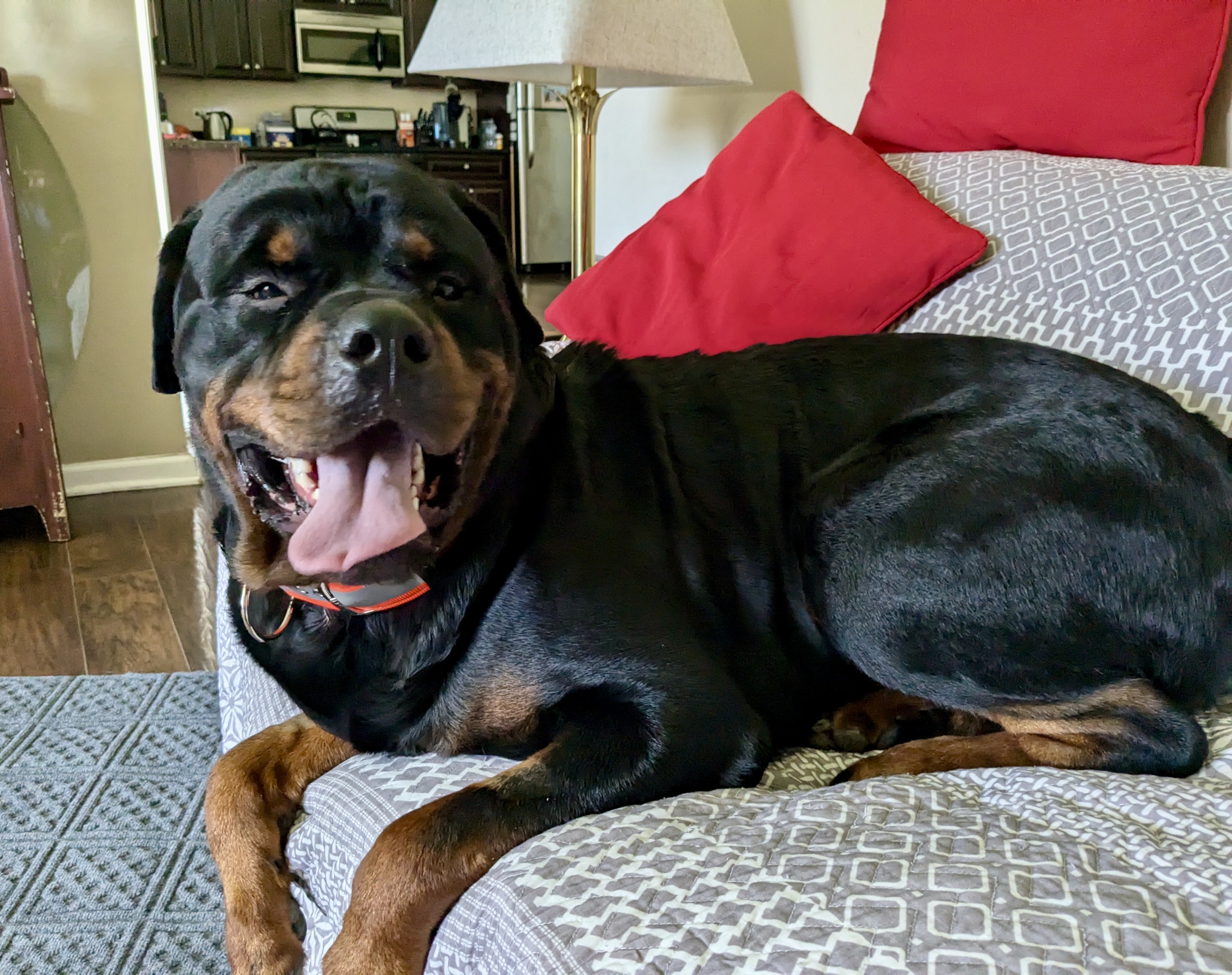 Jupiter, an adoptable Rottweiler in Lincoln, NE, 68506 | Photo Image 5