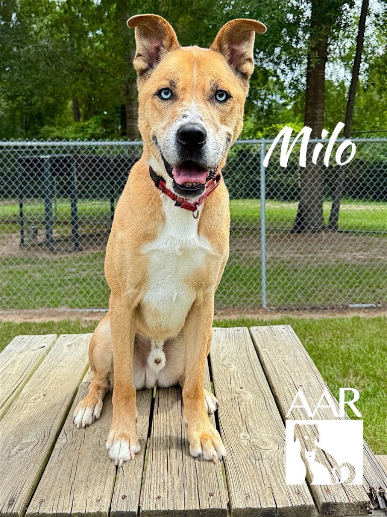 Milo