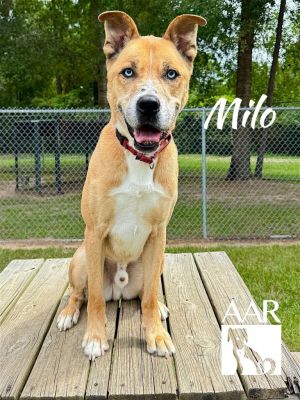 Milo