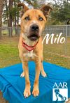 Milo photo 2
