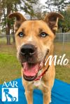 Milo photo 4