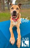 Milo photo 6