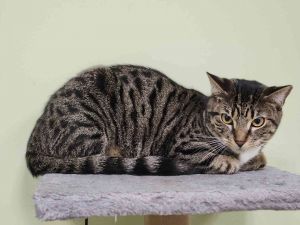 Stevie Gerlach, Adult Male Domestic Short Hair