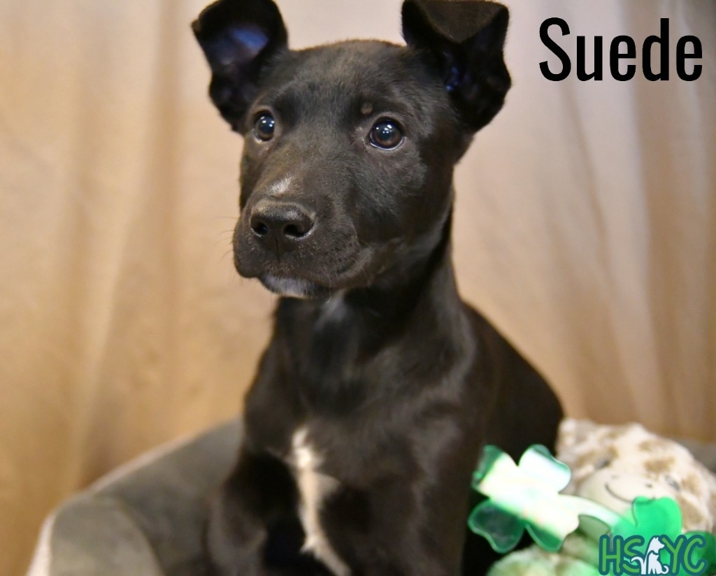 Suede