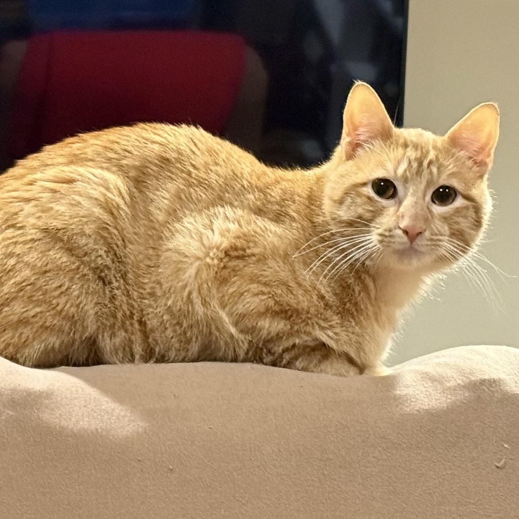 Garfield