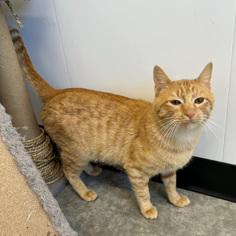 Garfield