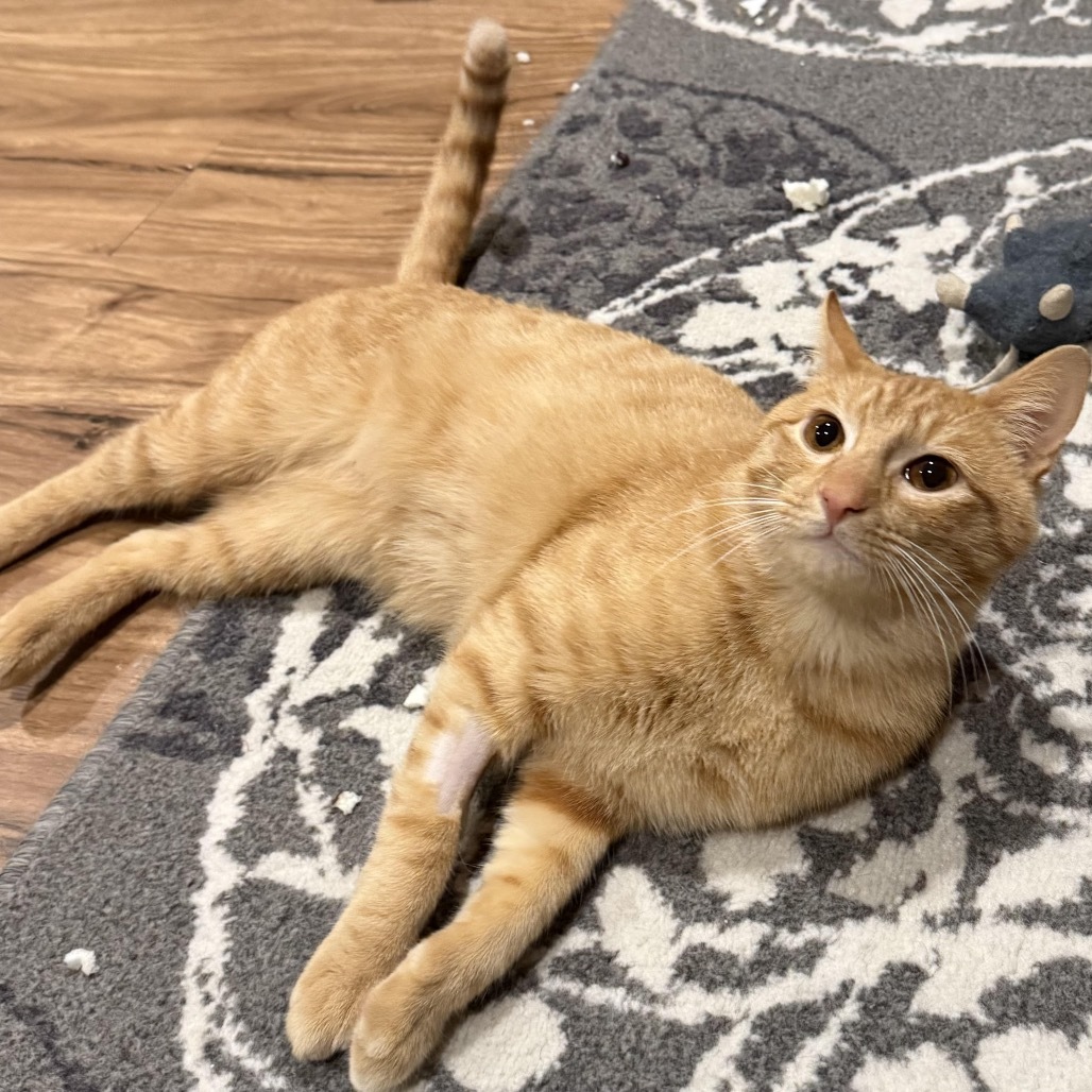 Garfield