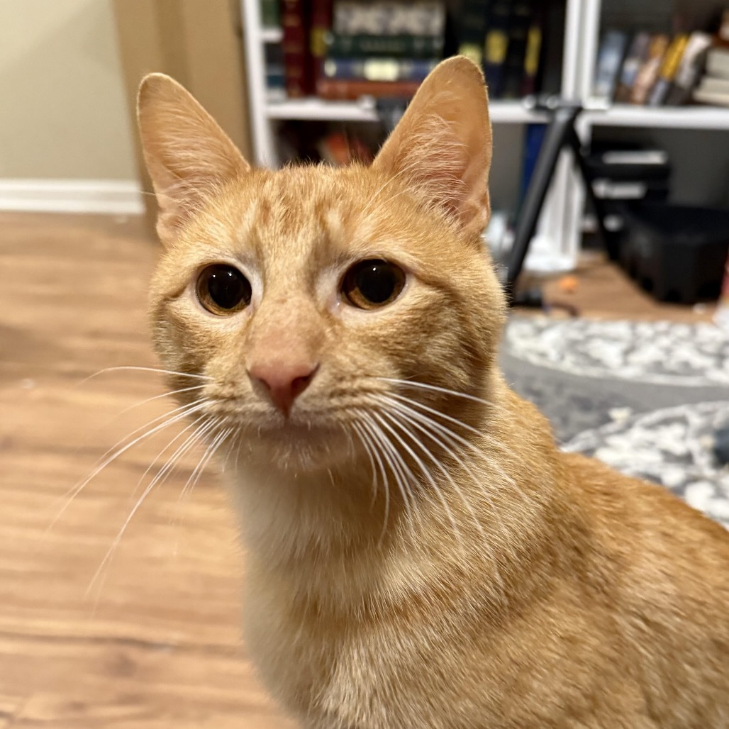 Garfield