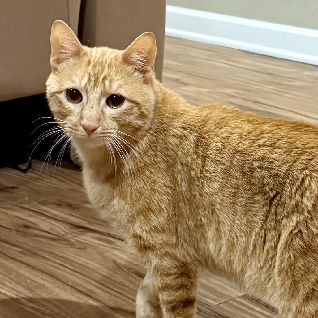 Garfield