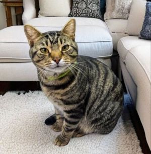 Hello I am Romeo The master of biscuit making I am the bestest boy says my foster We like to