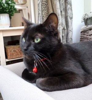 Hello my name is Binx I am around 3 years old I am a lover of pets and cuddles I