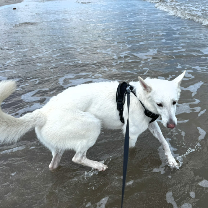 Snowball