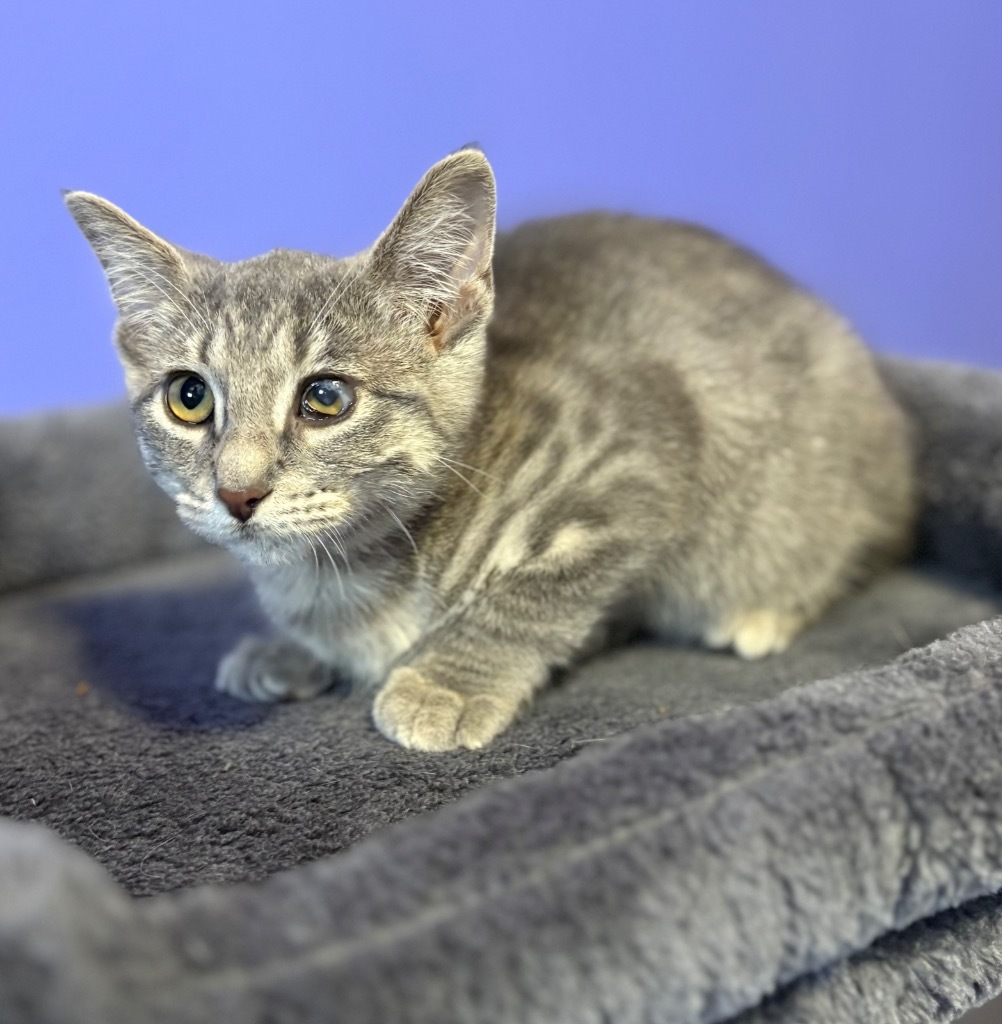 Sunny Side Up, an adoptable Domestic Short Hair in Corpus Christi, TX, 78415 | Photo Image 1