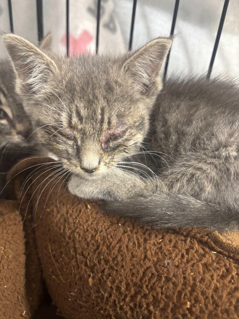 Sunny Side Up, an adoptable Domestic Short Hair in Corpus Christi, TX, 78415 | Photo Image 2