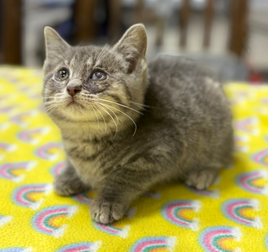 Sunny Side Up, an adoptable Domestic Short Hair in Corpus Christi, TX, 78415 | Photo Image 3