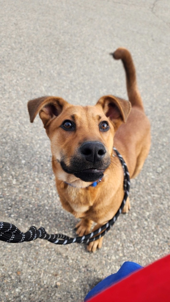 Butternut, an adoptable Mixed Breed in Minot, ND, 58702 | Photo Image 1
