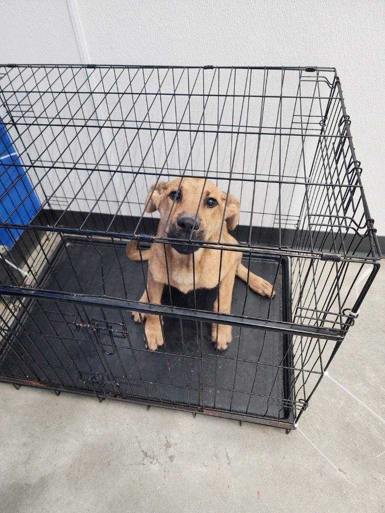 Butternut, an adoptable Mixed Breed in Minot, ND, 58702 | Photo Image 2