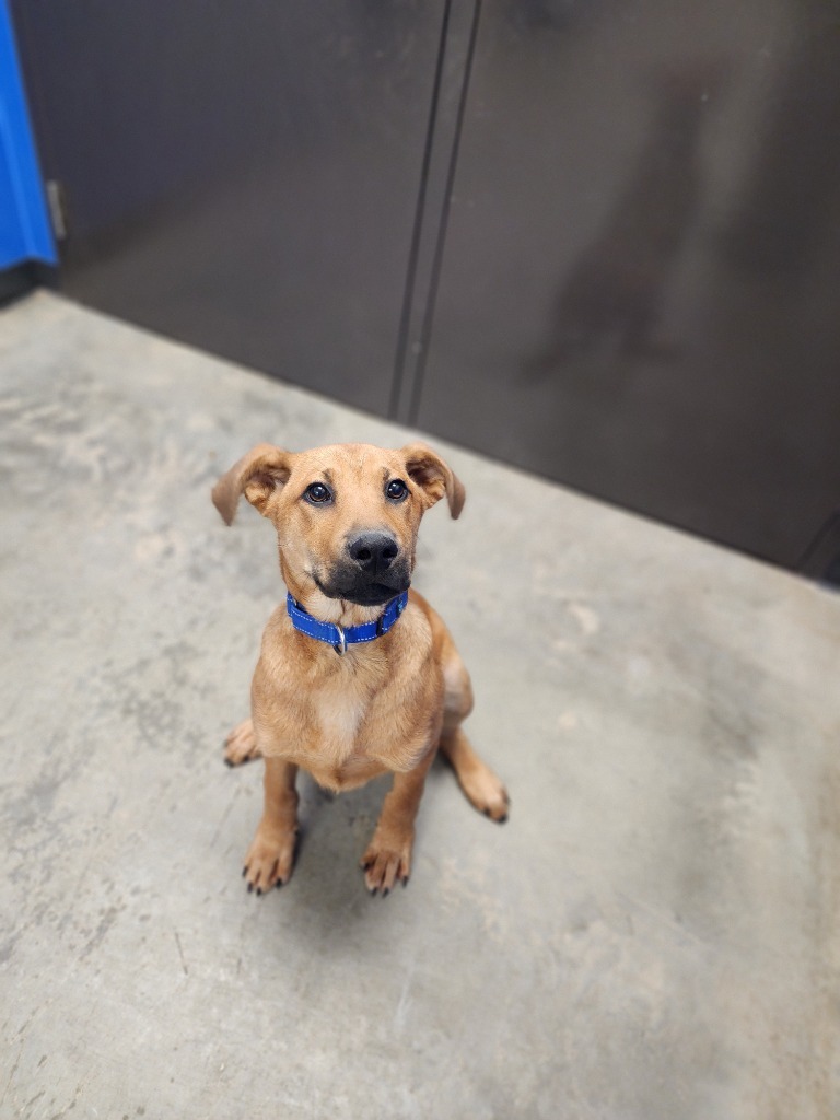 Butternut, an adoptable Mixed Breed in Minot, ND, 58702 | Photo Image 3
