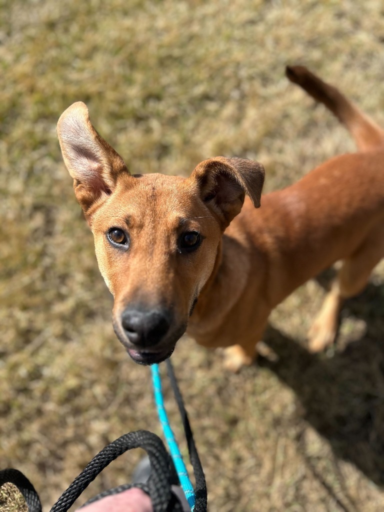 Butternut, an adoptable Mixed Breed in Minot, ND, 58702 | Photo Image 4
