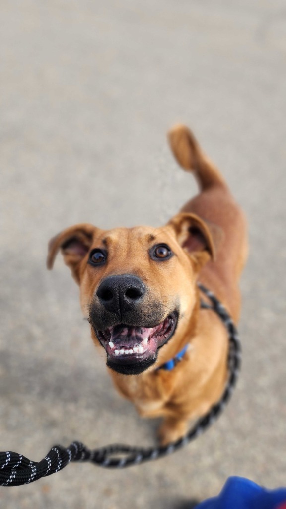 Butternut, an adoptable Mixed Breed in Minot, ND, 58702 | Photo Image 5