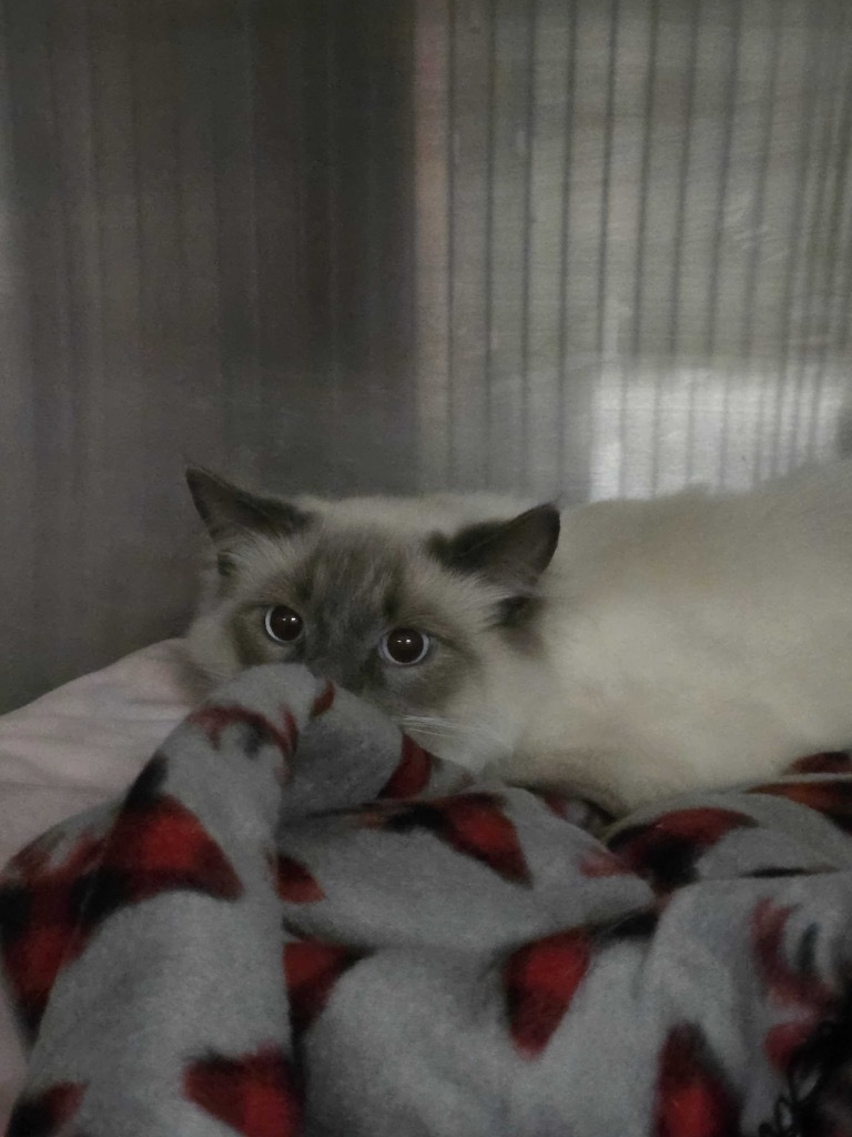 Hyde, an adoptable Domestic Medium Hair in Minot, ND, 58702 | Photo Image 2