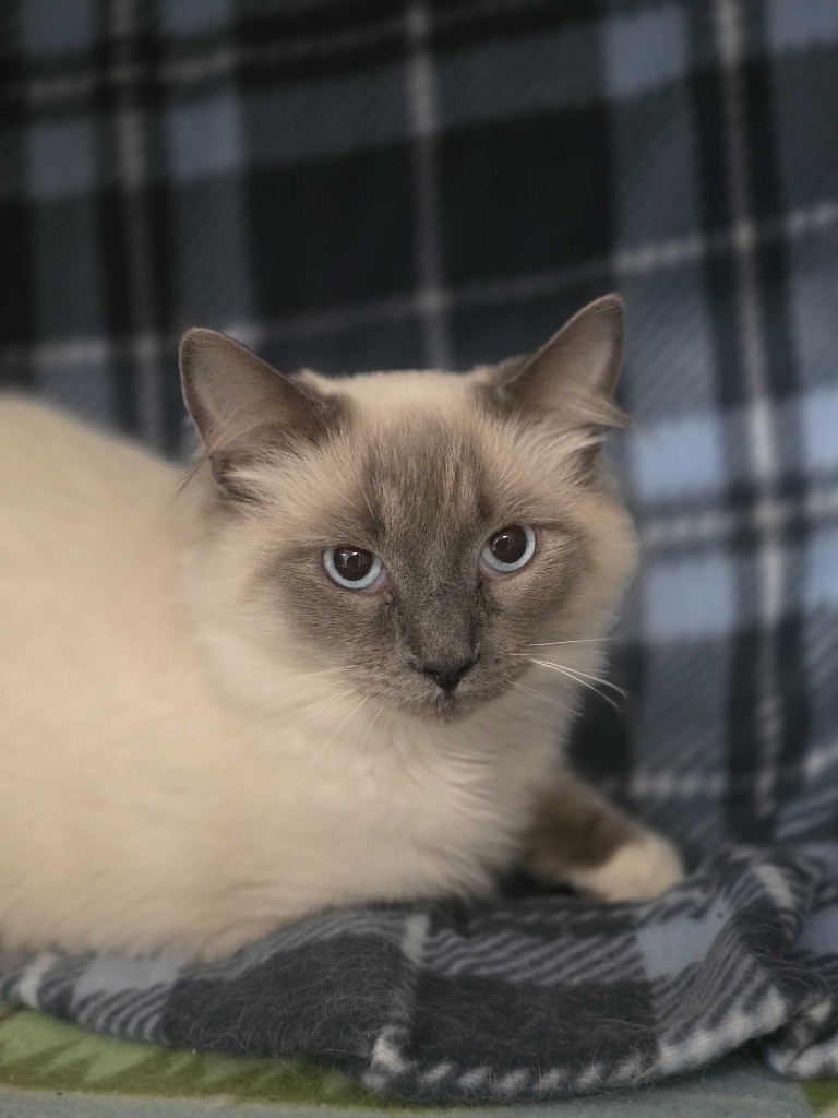 Hyde, an adoptable Domestic Medium Hair in Minot, ND, 58702 | Photo Image 3