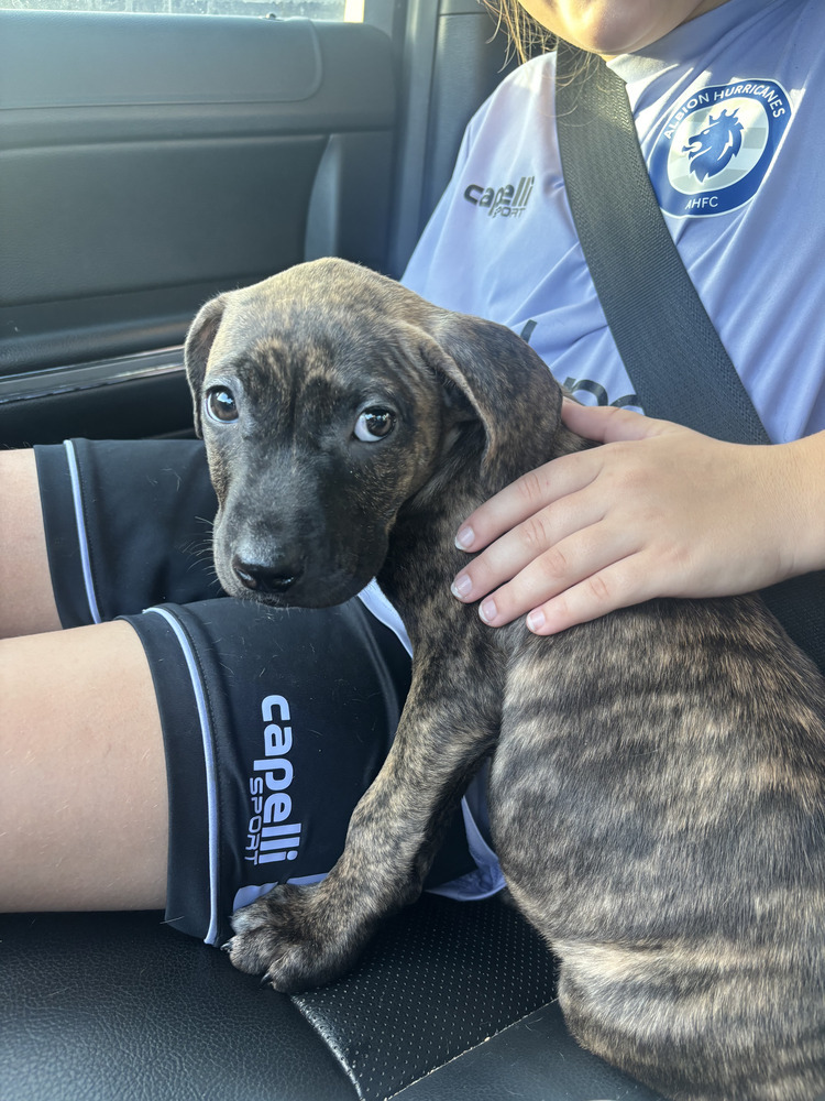 Elphy (Morri's Litter)