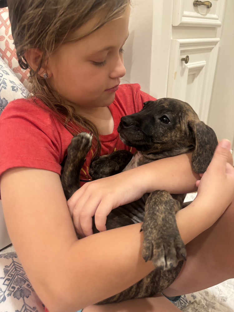 Elphy (Morri's Litter)