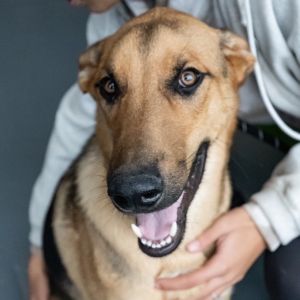 Meet Bones This sweet pup is ready to meet you and start a new chapter Bones has been in a