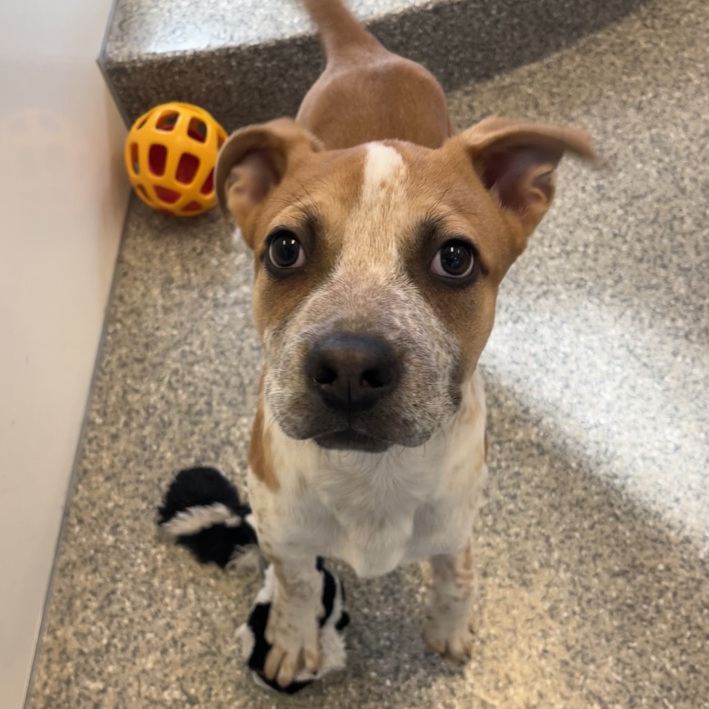Gomez, an adoptable Mixed Breed in Spanish Fork, UT, 84660 | Photo Image 1