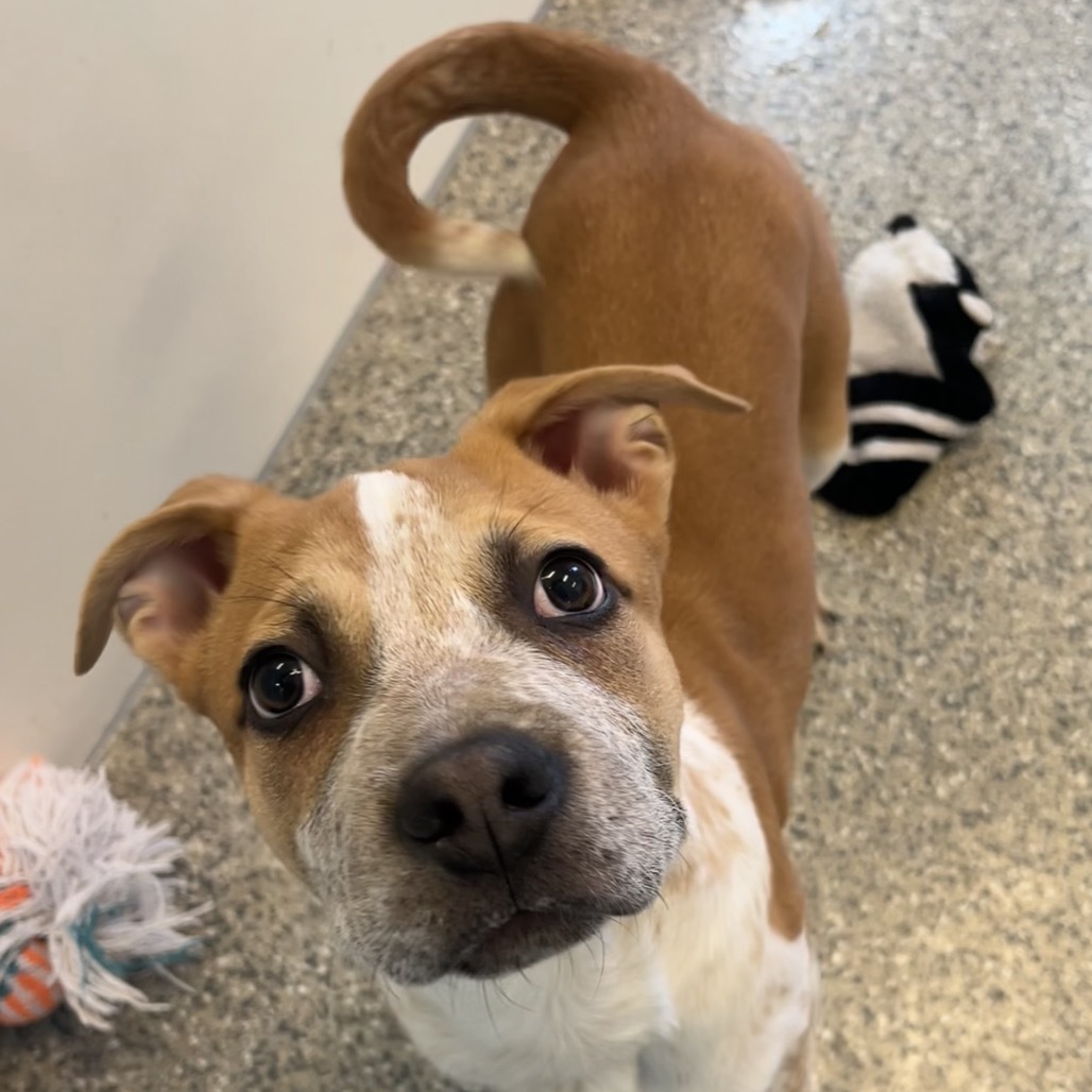 Gomez, an adoptable Mixed Breed in Spanish Fork, UT, 84660 | Photo Image 2