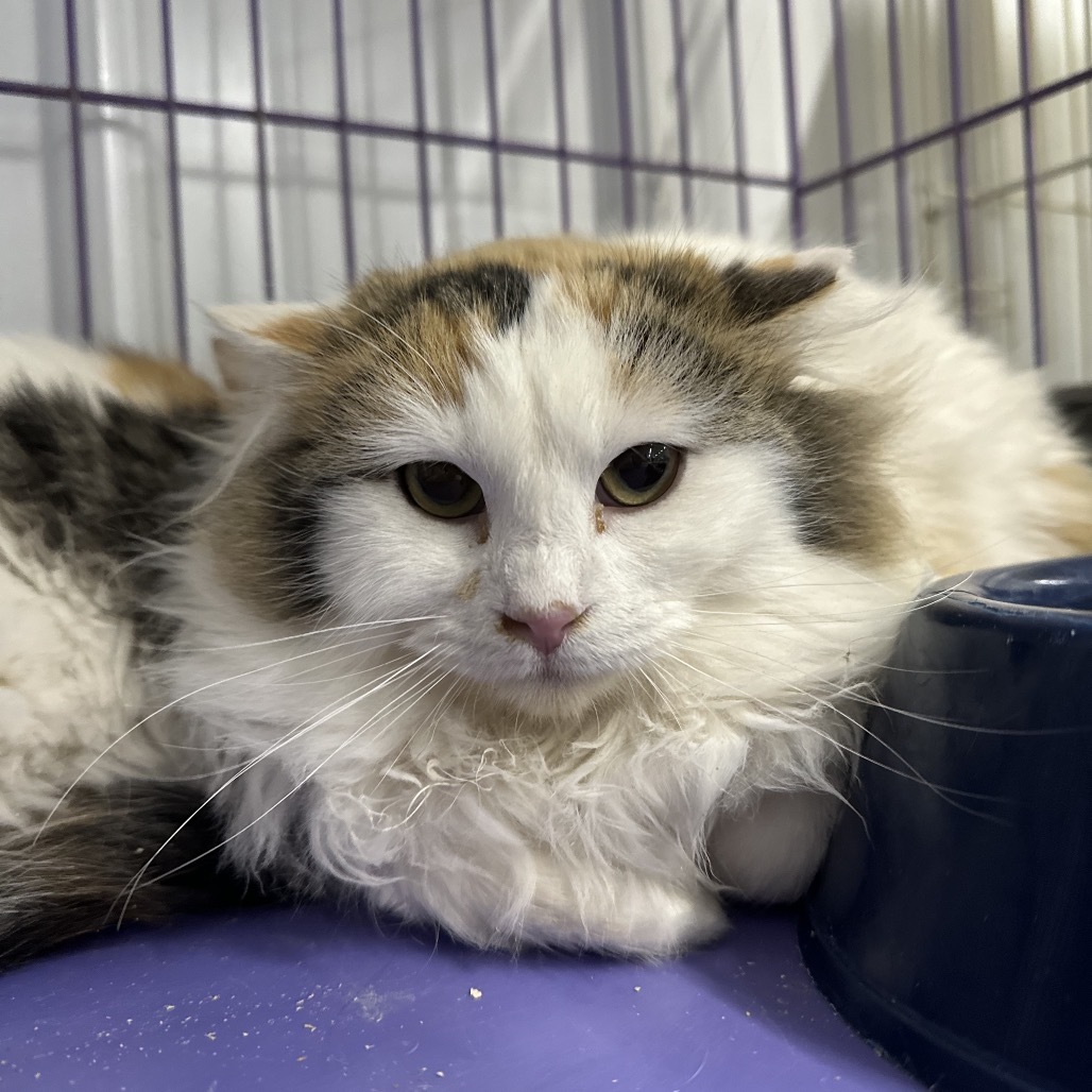 Cali, an adoptable Domestic Medium Hair in Spanish Fork, UT, 84660 | Photo Image 1