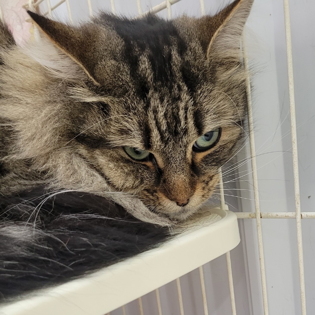 Fluffy, an adoptable Domestic Medium Hair in Spanish Fork, UT, 84660 | Photo Image 2