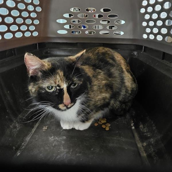 Pepper, an adoptable Domestic Medium Hair in Mount Shasta, CA, 96067 | Photo Image 1