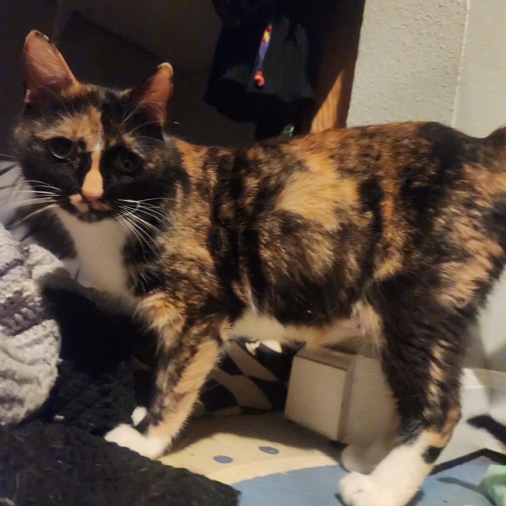 Pepper, an adoptable Domestic Medium Hair in Mount Shasta, CA, 96067 | Photo Image 3