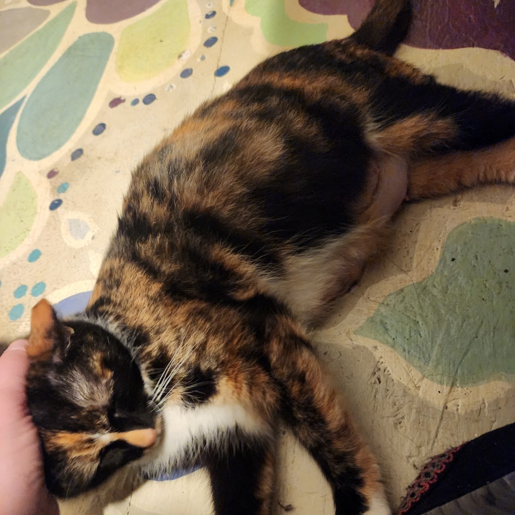 Pepper, an adoptable Domestic Medium Hair in Mount Shasta, CA, 96067 | Photo Image 4