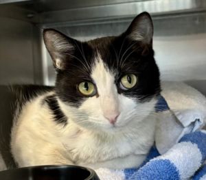 CHARLOTE, Young Male Domestic Short Hair