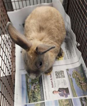 MOUNTAIN, Young Female Hotot