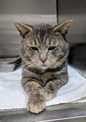 EDWIN, Adult Male Domestic Short Hair