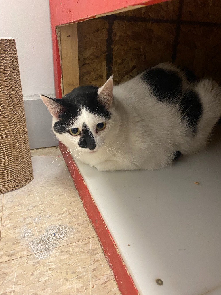Panda (Suki), an adoptable Domestic Short Hair in Heber City, UT, 84032 | Photo Image 1