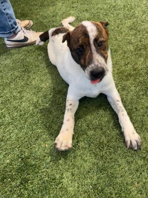 Barney Terrier Dog
