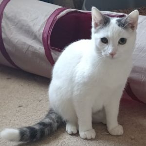 Joy Llanos (bonded w/Hope Llanos), Young Female Domestic Short Hair