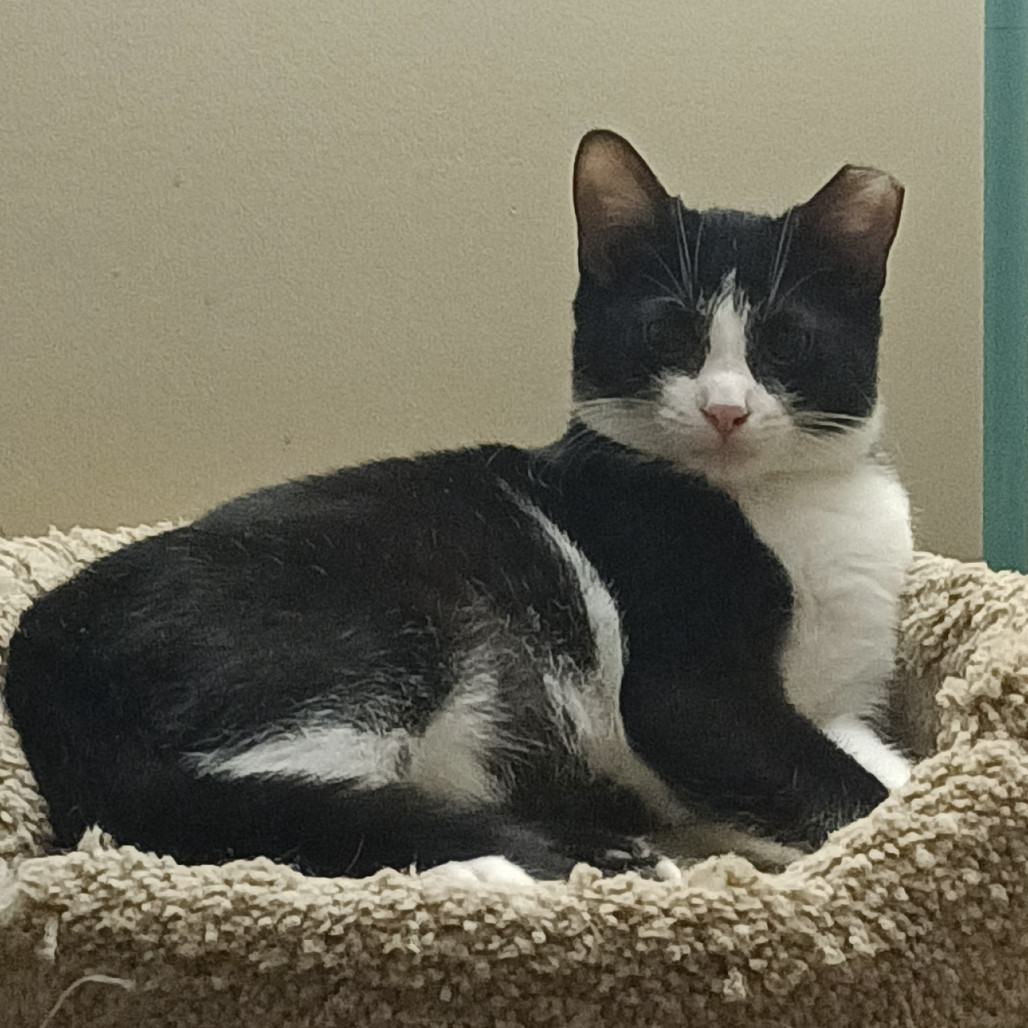 Hope Llanos (bonded w/Joy Llanos)