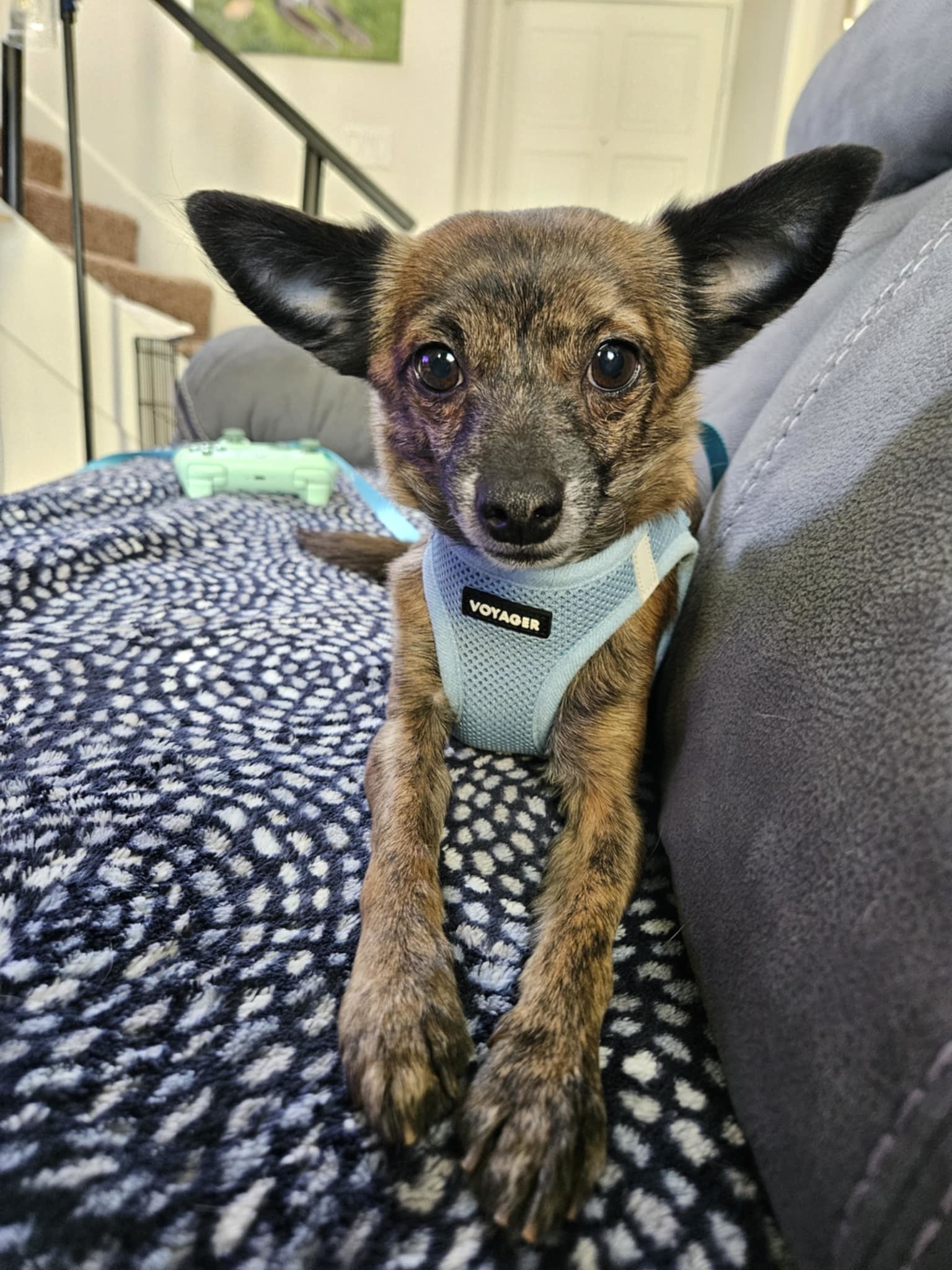 Brownie