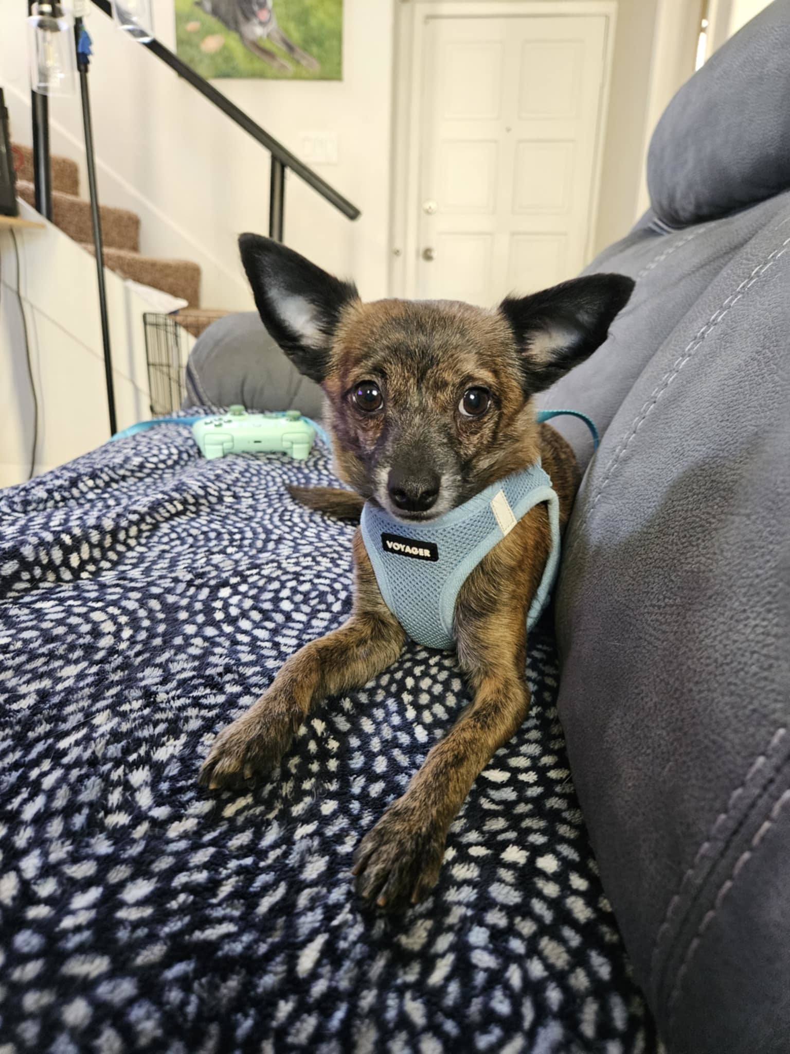Brownie