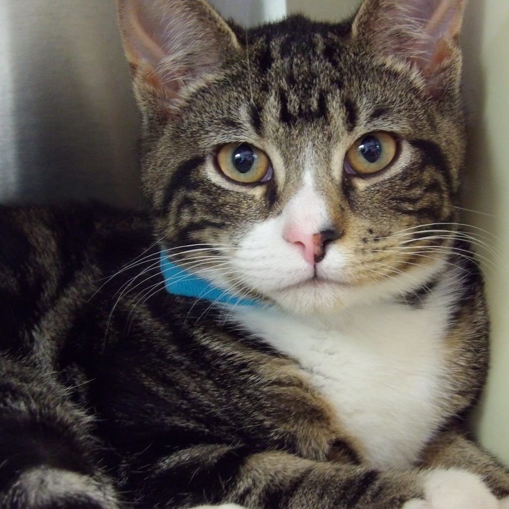 Buzz (Petsmart)