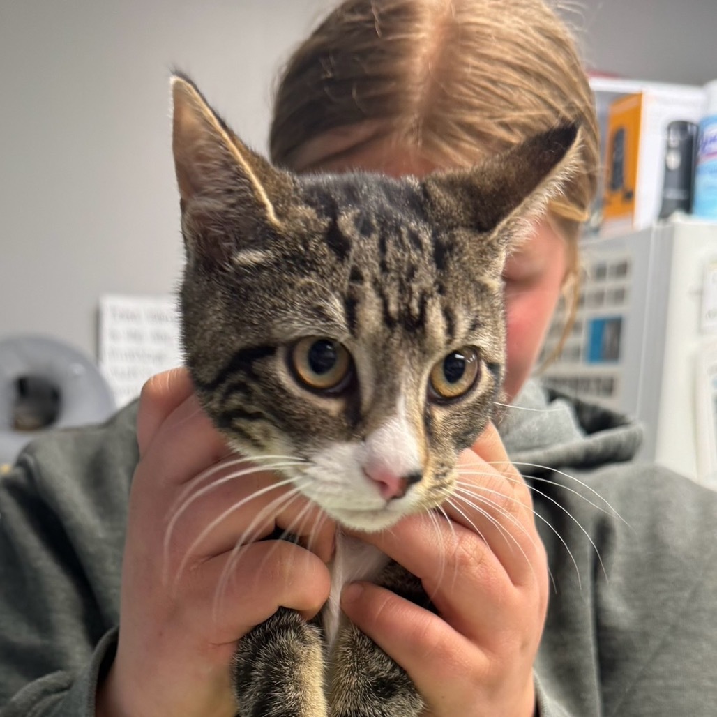 Buzz (Petsmart)