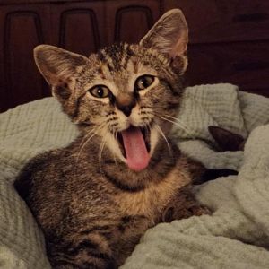 Kiri Te Kanawa-DH Domestic Short Hair Cat
