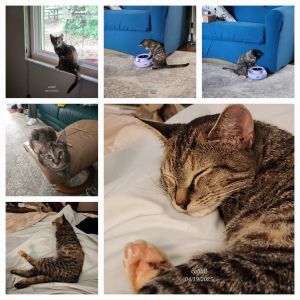 Kiri Te Kanawa-DH Domestic Short Hair Cat
