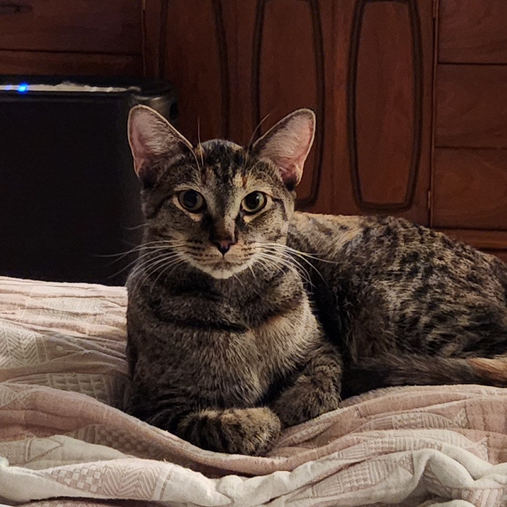 Kiri Te Kanawa-DH, an adoptable Domestic Short Hair in Tallahassee, FL, 32317 | Photo Image 1